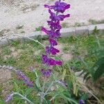 Salvia leucanthaFloare