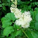 Filipendula ulmariaFlower