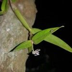 Scaphyglottis stellata Feuille