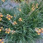 Bulbine frutescens Hàbitat