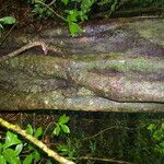 Symplococarpon purpusii Corteza
