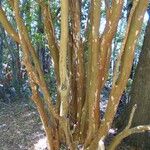 Luma apiculata Alia