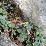 Origanum dictamnus Flower