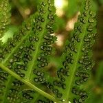 Dryopteris cristata Yaprak