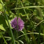 Allium schoenoprasum Flower