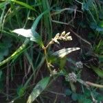 Persicaria maculosa Blodyn
