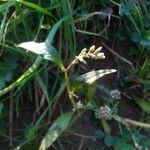 Persicaria maculosa Blüte