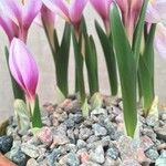 Colchicum szovitsii Hoja