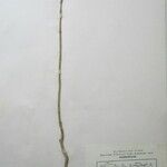 Rauvolfia serpentina Arall