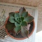 Aeonium haworthiiLeaf