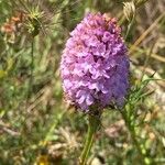 Anacamptis pyramidalis Квітка