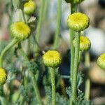 Santolina villosa Flower