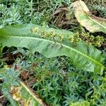 Rumex palustris Цвят