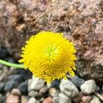 Cotula lineariloba Flower