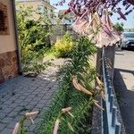 Lilium regale Yeri
