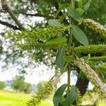 Salix fragilis Blodyn