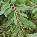 Melaleuca rugulosa Leaf