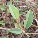 Melhania velutina Leaf