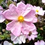 Cistus parviflorus Flower