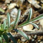 Valeriana calcitrapae Lapas