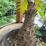 Coccothrinax barbadensis Corteza