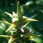 Hedychium gardnerianum Φρούτο