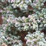 Frankenia pulverulenta Flor