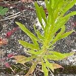 Erigeron canadensis Hoja