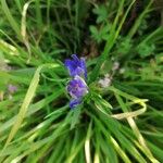 Gentiana pneumonanthe Flower