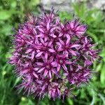 Allium aschersonianum Квітка