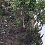Kigelia africanaফল