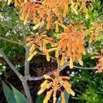 Oxera coriacea Hoja