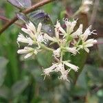 Mikania micrantha Flower