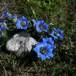 Gentiana meiantha موطن