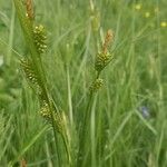 Carex pallescens ফুল