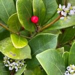 Skimmia japonica Frukt