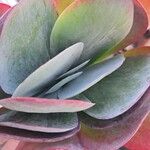 Kalanchoe tetraphylla Leaf