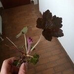 Heuchera micranthaഇല