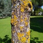 Acer longipes Rinde