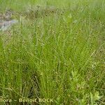 Eleocharis ovata Costuma