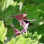 Pelargonium cucullatum Blomst