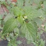 Solanum nigrum Folha