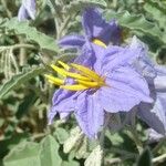 Solanum dimidiatum 花