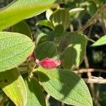 Pleroma urvilleanum Blomst