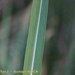 Tripidium ravennae Blad