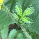 Agrimonia eupatoria Leaf