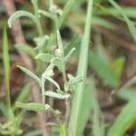 Pseudognaphalium luteoalbum 葉