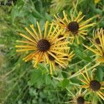 Rudbeckia subtomentosa Floare