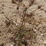 Plantago indica Fruit