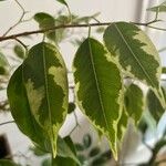 Ficus benjamina Liść